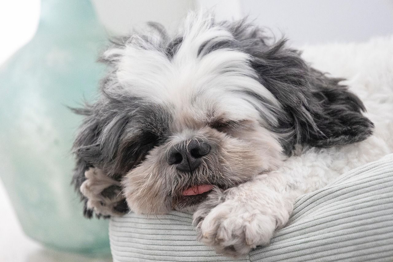 entdecken sie die wunderbare welt der haustiere! von adorablen hunden und katzen bis hin zu exotischen tieren – alles über pflege, haltung und die besten tipps für ein glückliches zusammenleben mit ihrem tierischen freund.