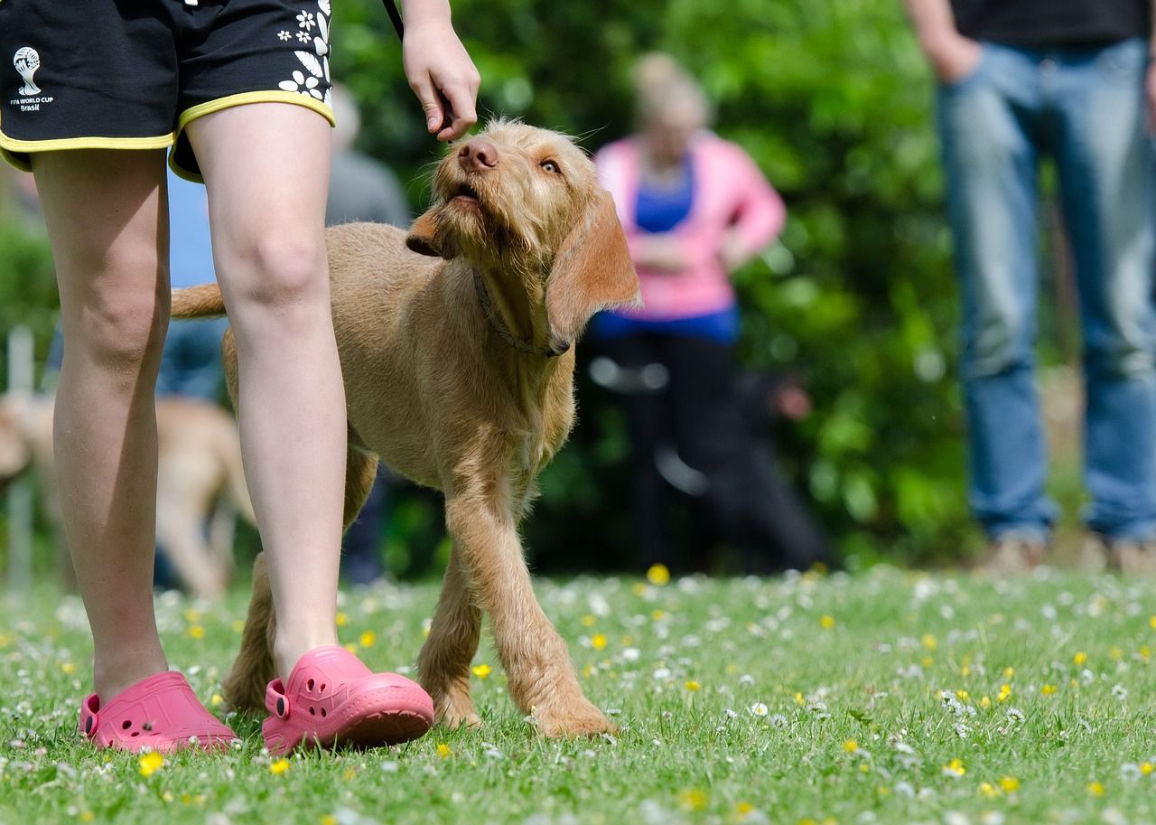 entdecken sie effektive hundetrainingstechniken und tipps, um das verhalten ihres hundes zu verbessern. egal, ob sie einen welpen oder einen erwachsenen hund haben, unser leitfaden bietet wertvolle informationen, um eine harmonische beziehung zu ihrem vierbeinigen freund aufzubauen.