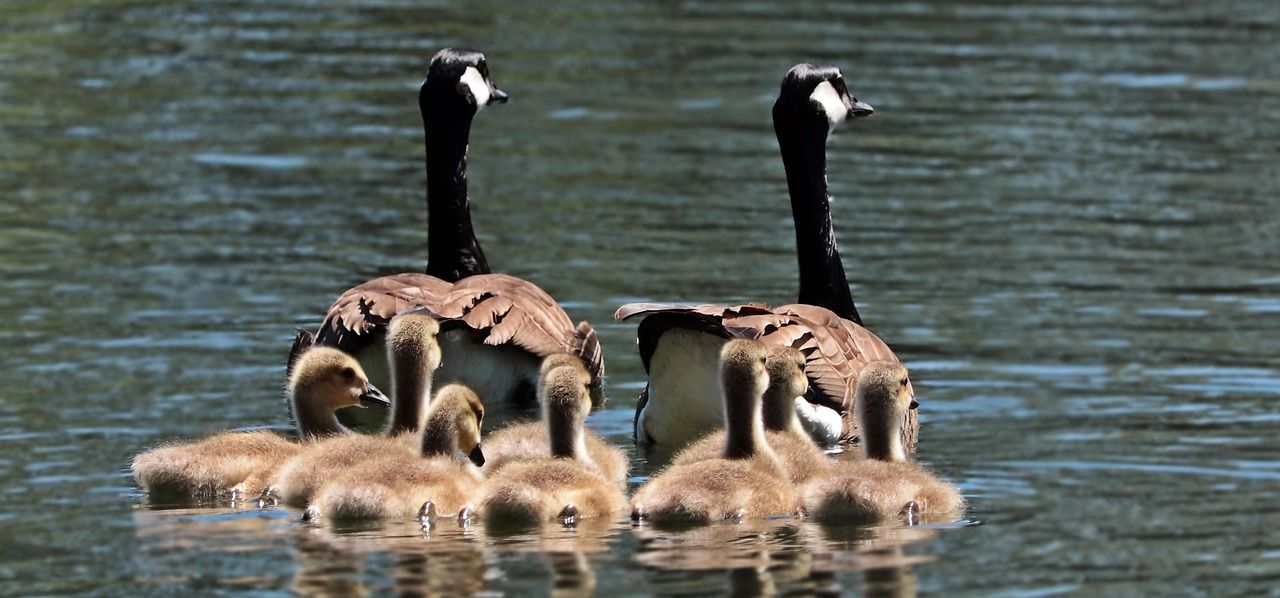 entdecken sie effektive strategien und tipps für eine gelungene familienkommunikation. erfahren sie, wie offene gespräche das verständnis und den zusammenhalt in ihrer familie stärken können.