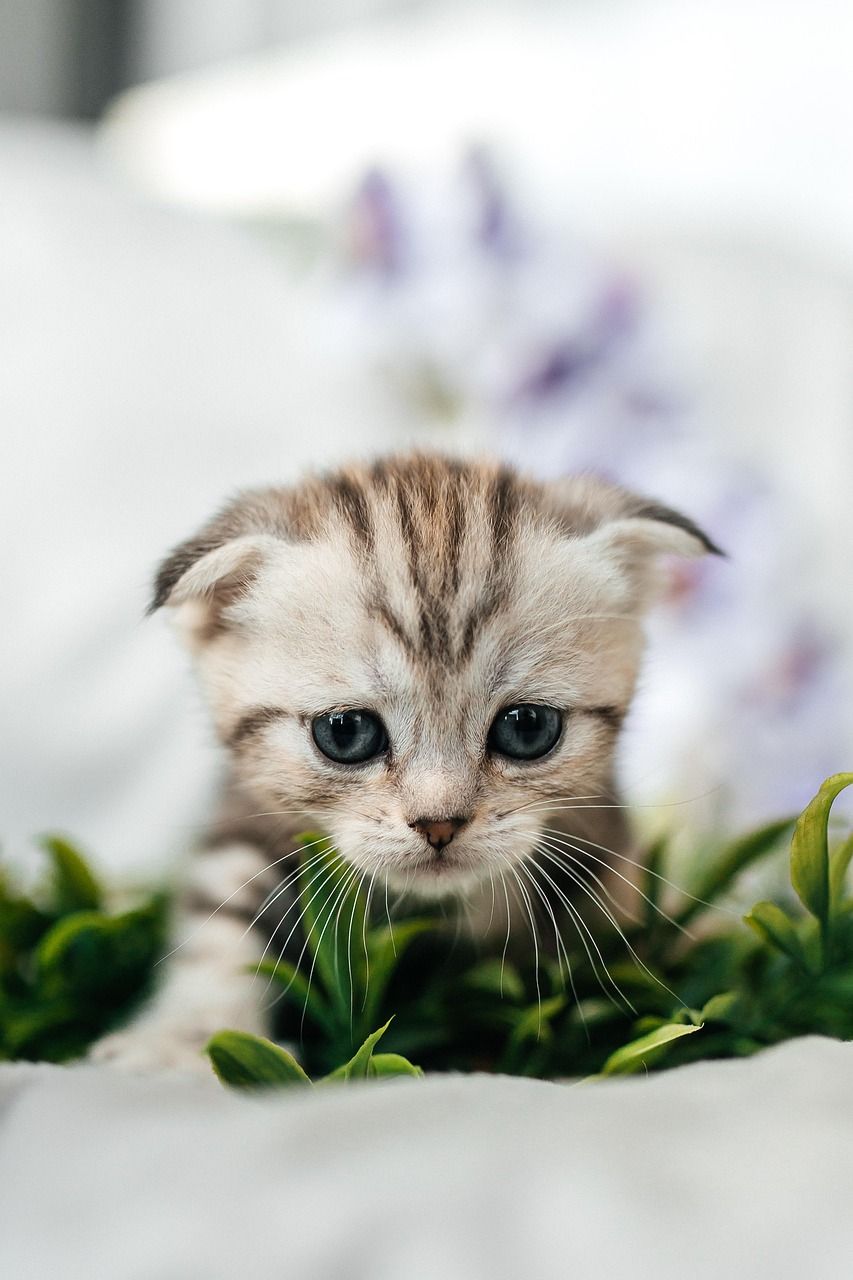 entdecken sie die freude der haustiervermittlung! finden sie ihr perfektes haustier und schenken sie einem tier ein liebevolles zuhause. unterstützen sie die adoption und verändern sie leben.
