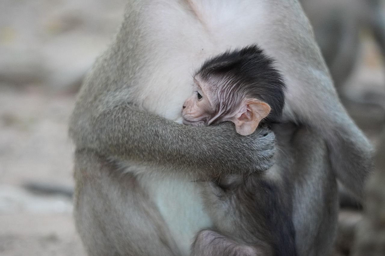 entdecken sie professionelle tipps und ratschläge zur tierpflege. erfahren sie, wie sie ihr haustier gesund und glücklich halten – von ernährung bis hygiene. ihr ratgeber für liebevolle tierbetreuung.