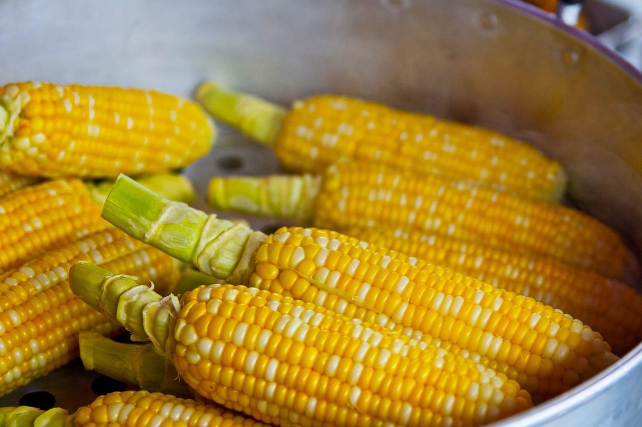 entdecken sie wertvolle informationen und tipps zur ernährung, um einen gesunden lebensstil zu fördern. optimieren sie ihre nahrungsaufnahme mit ausgewogenen rezepten und wertvollen ratschlägen zur ernährung.