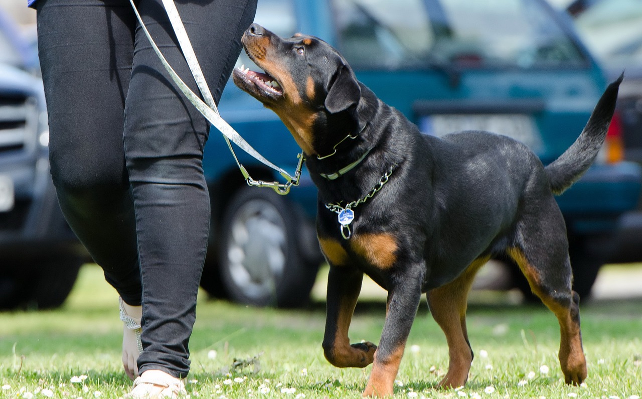 Hundetraining: effektive Methoden für ein harmonisches Zusammenleben mit deinem Hund
