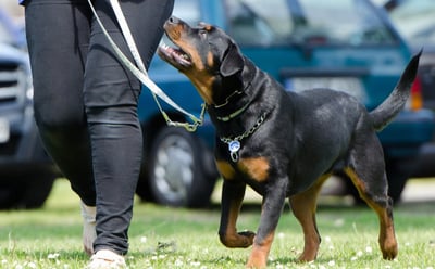 Hundetraining: effektive Methoden für ein harmonisches Zusammenleben mit deinem Hund
