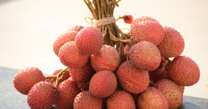 Litschi Frucht: Anbau, Geschmack und gesunde Wirkung im Überblick
