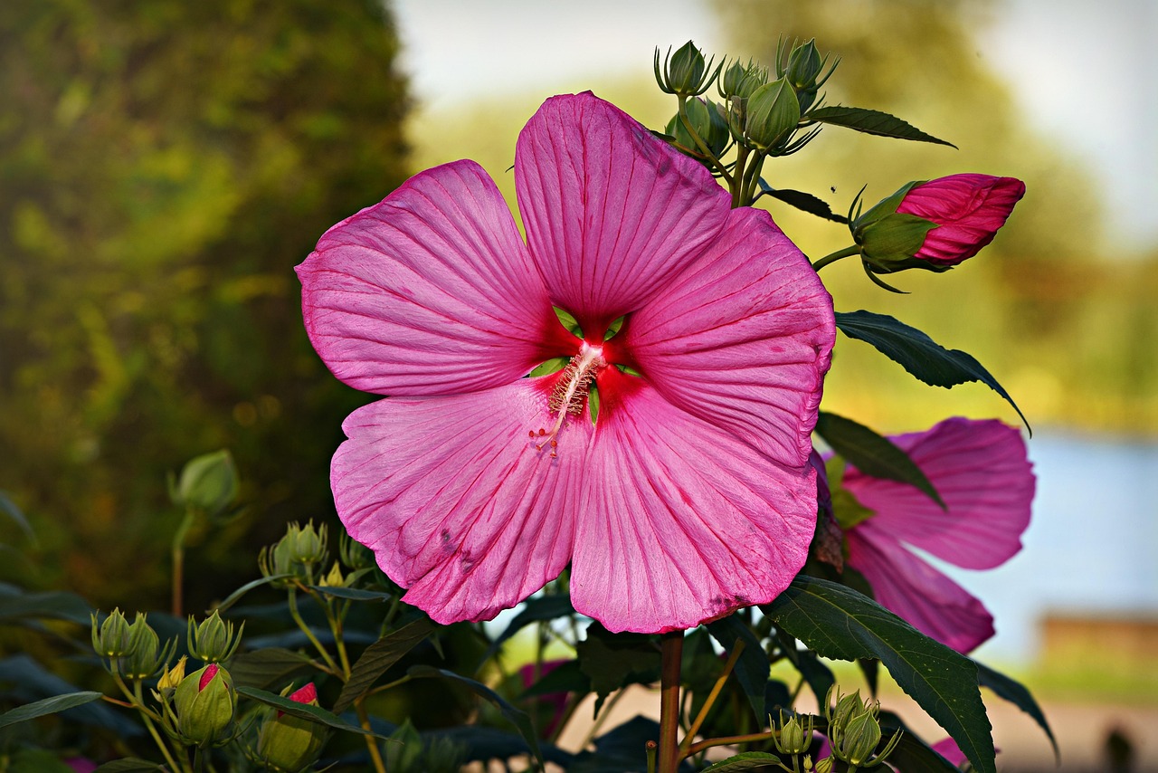 Gartenarbeit: Tipps für eine erfolgreiche Gartengestaltung