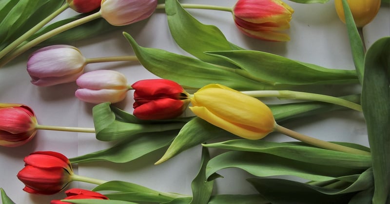 Die lustigsten Ostersprüche: Garantiert kein Eier-Such-Erfolg für Langweiler