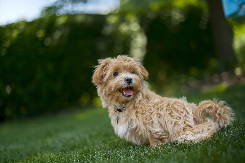 Für wen sind Maltipoo geeignet? Die ehrliche Antwort