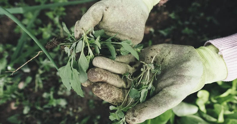 Was ist Gras, was ist Hasch? Eine kurze Klärung