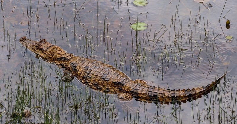 Cayman Inseln entdecken: Traumstrände, Steuerparadies und mehr