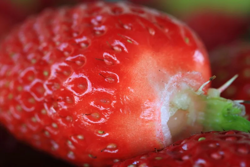 Die besten veganen Quellen – meine ehrliche Meinung