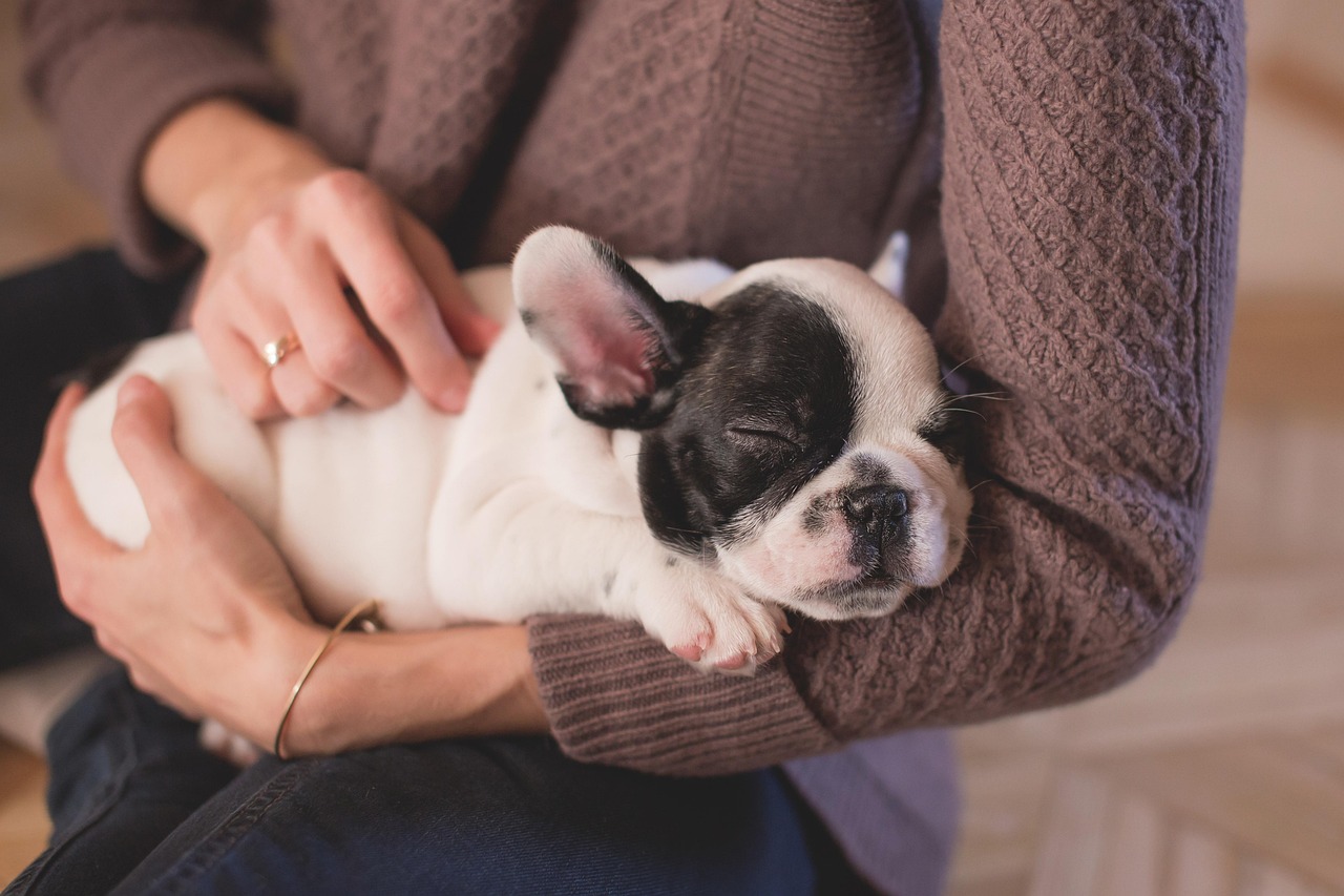 Pflege für Haustiere: Wichtige Tipps für glückliche und gesunde Tiere