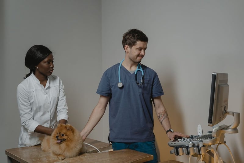 Wie lange ist ein Hund schwanger? Die Antwort überrascht dich