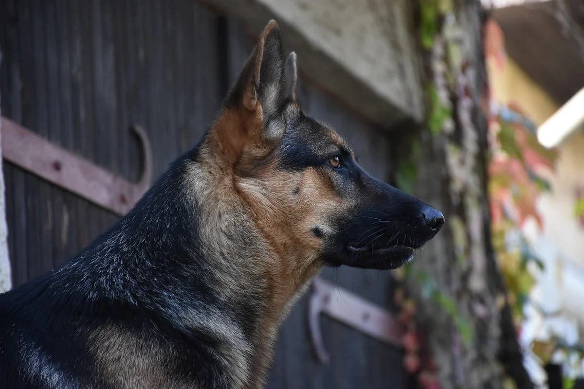 Trächtigkeit nach Rasse: Dackel, Labrador und die Unterschiede