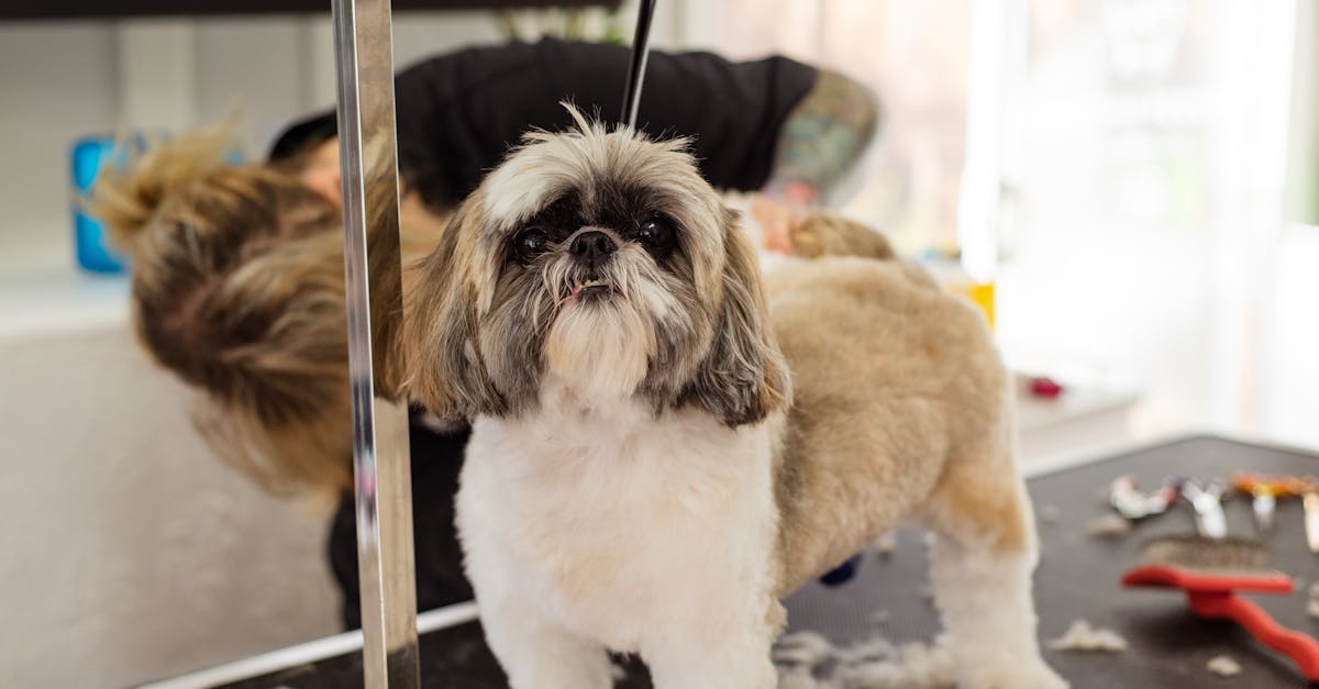 erfahren sie, wie sie die beste pflege für ihren hund bieten können. entdecken sie tipps zur ernährung, gesundheit und zum training, um das wohlbefinden ihres vierbeinigen freundes zu fördern.