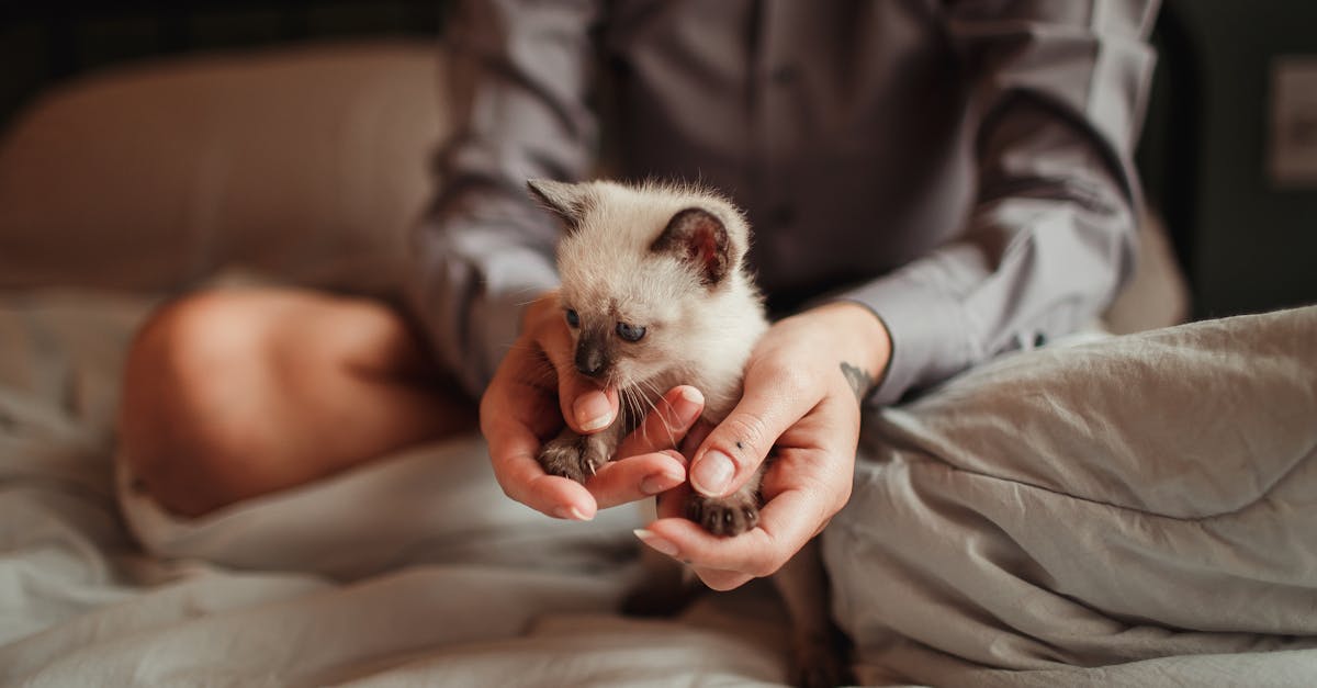 entdecken sie unsere tipps zur katzenpflege: von der ernährung über die gesundheit bis hin zu spiel und spaß. sorgen sie für das wohlbefinden ihrer katze!