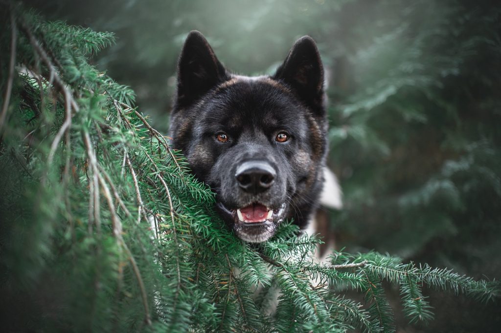 Akita, Baum, Hund