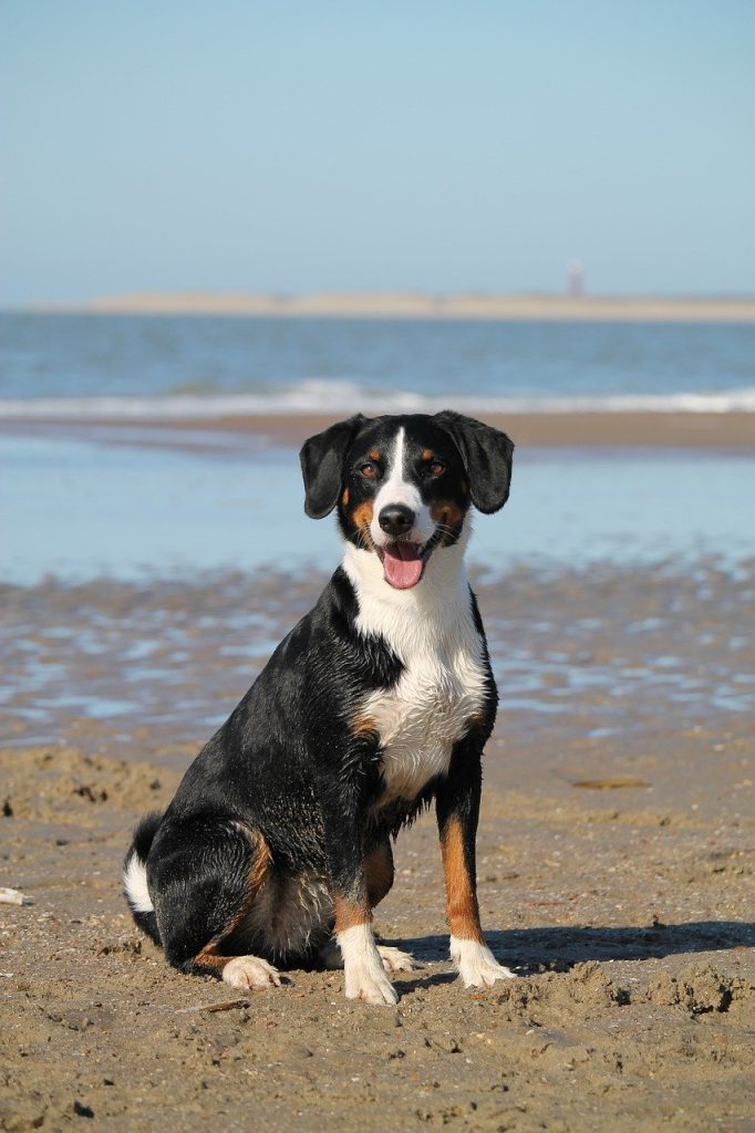 Hund, Strand, Meer