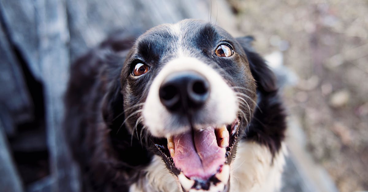 entdecken sie die wunderbare welt der haustiere! tipps zur pflege, ernährung und erziehung ihrer geliebten tiere. erfahren sie alles über hunderassen, katzenpflege und mehr.