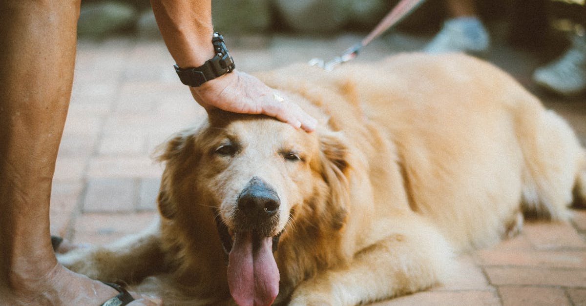 entdecken sie die besten tipps und ratschläge zur hundepflege. von der ernährung bis zur gesundheit - sorgen sie dafür, dass ihr hund glücklich und gesund bleibt.