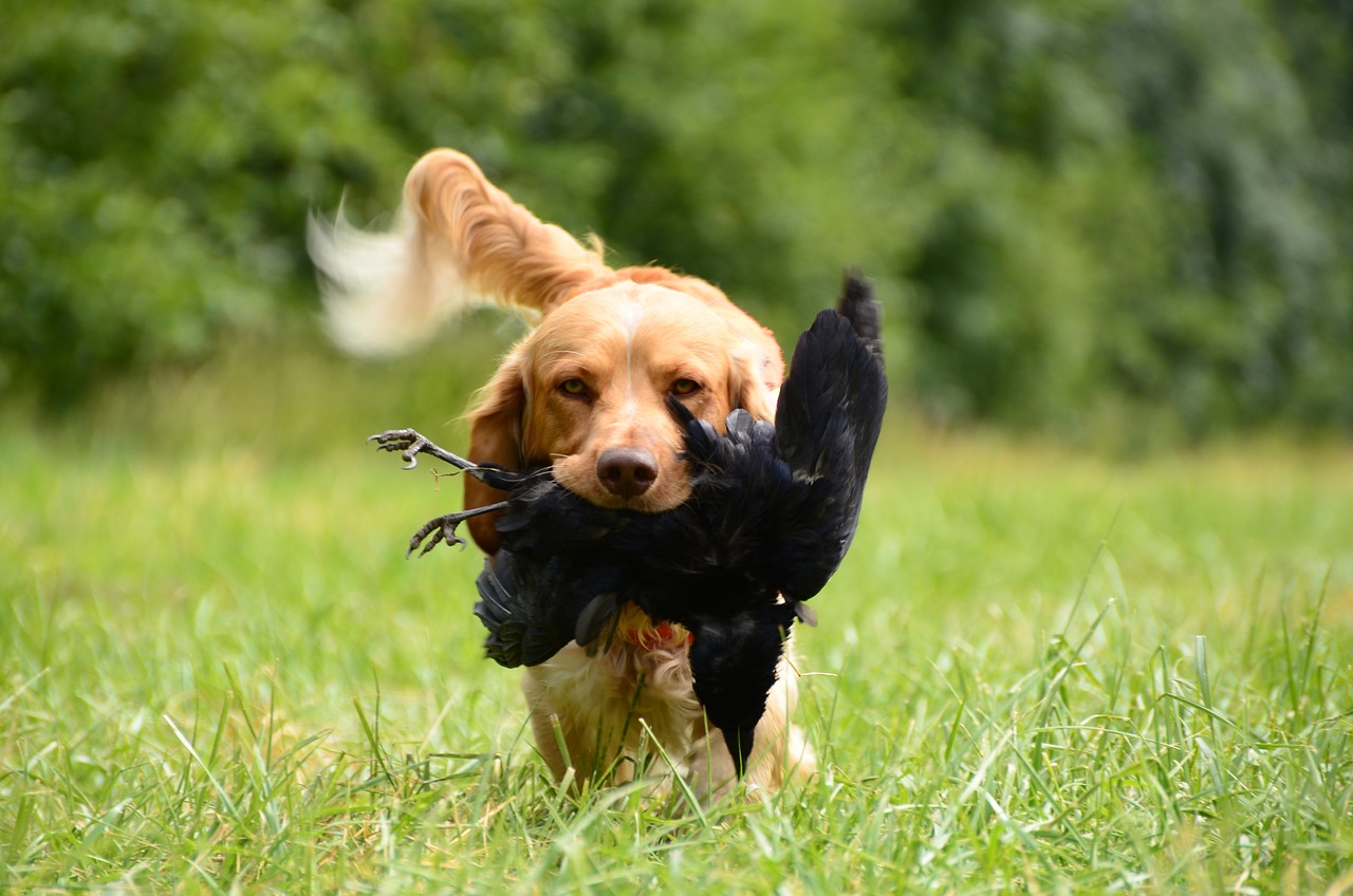 entdecken sie effektive methoden und techniken für das hundetraining. verbessern sie das verhalten und die kommunikation mit ihrem vierbeinigen freund, während sie spaß und bindung fördern!