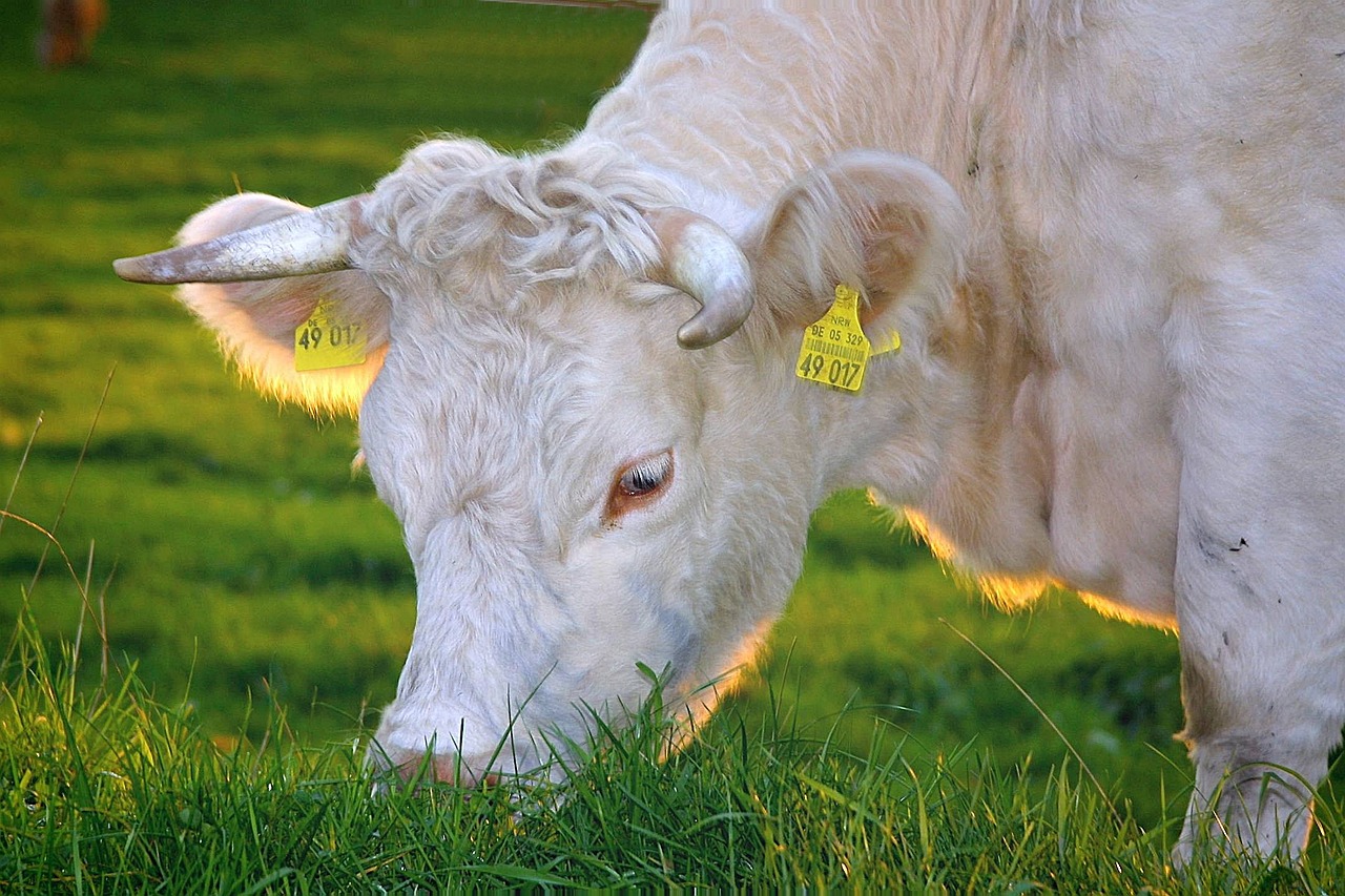 tierschutz steht an erster stelle! entdecken sie unsere initiativen und maßnahmen zum schutz und zur förderung des wohlbefindens von tieren. lerne mehr über artgerechte haltung, verantwortungsvolle pflege und den einsatz für eine bessere zukunft für alle tiere.