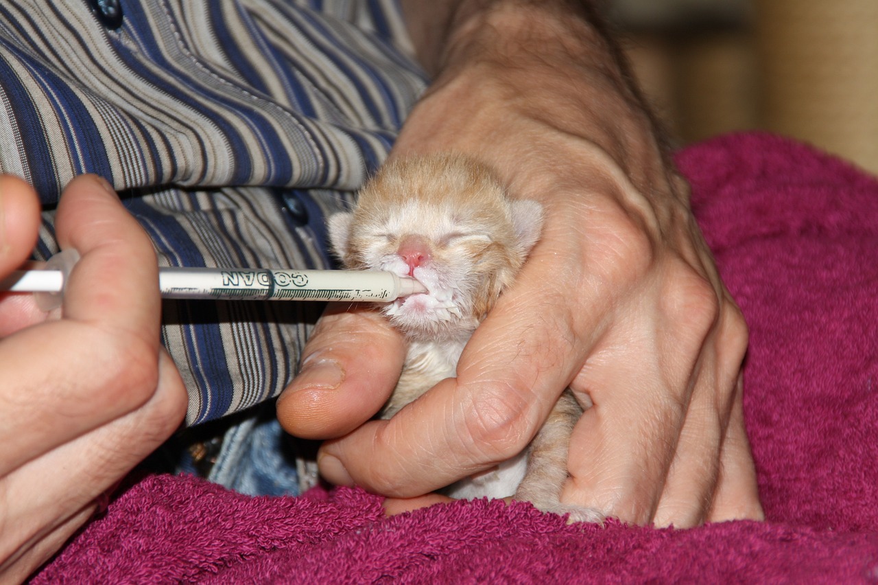 entdecken sie die bedeutung des tierschutzes und erfahren sie, wie wir durch verantwortungsvolle haltung, pflege und schutz das wohlbefinden von tieren fördern können. informieren sie sich über aktuelle initiativen und möglichkeiten, sich für die rechte der tiere einzusetzen.