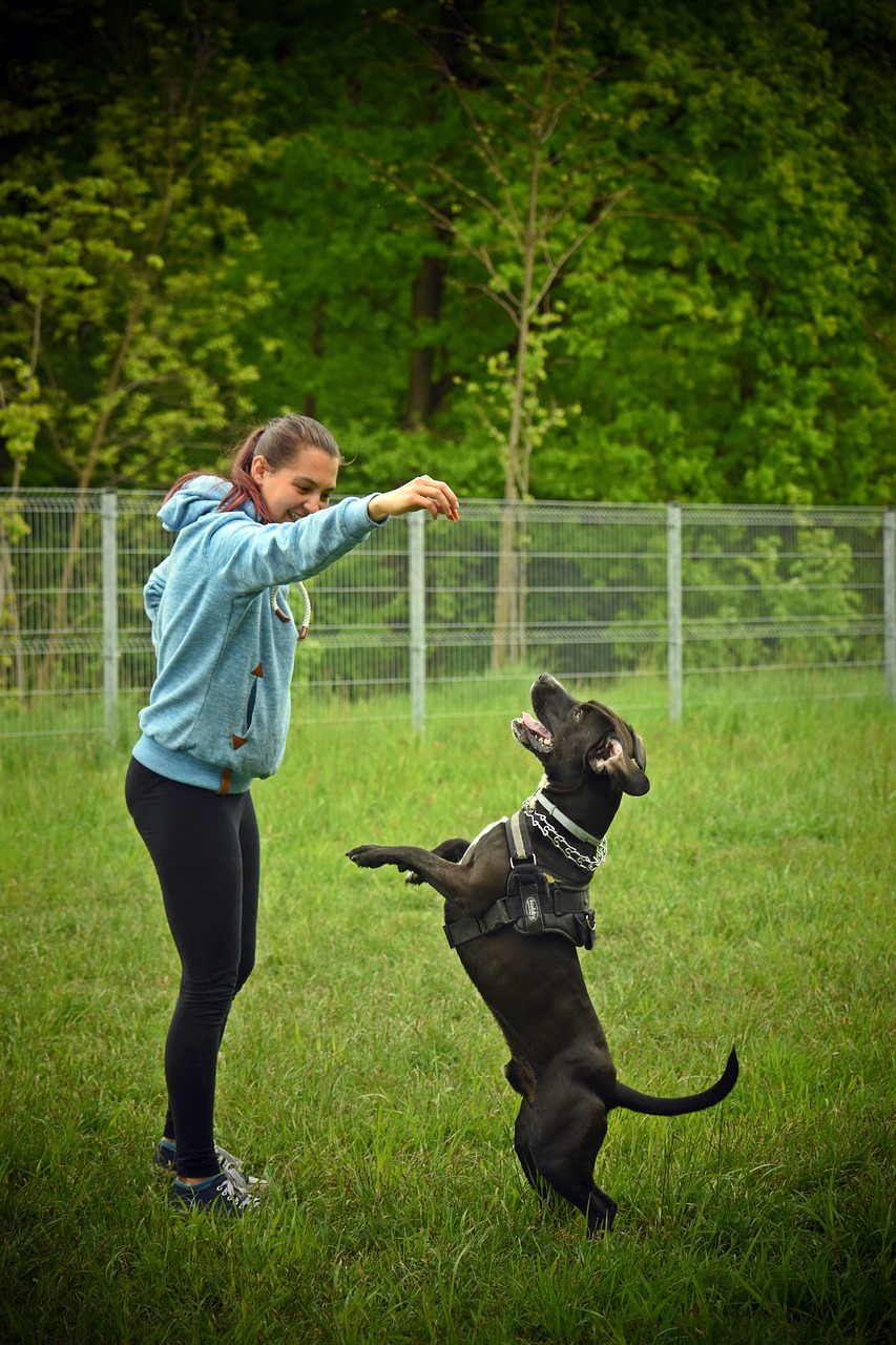 erleben sie effektives hundetraining mit unseren professionellen methoden. stärken sie die bindung zu ihrem hund und fördern sie sein wohlverhalten – für ein harmonisches zusammenleben!