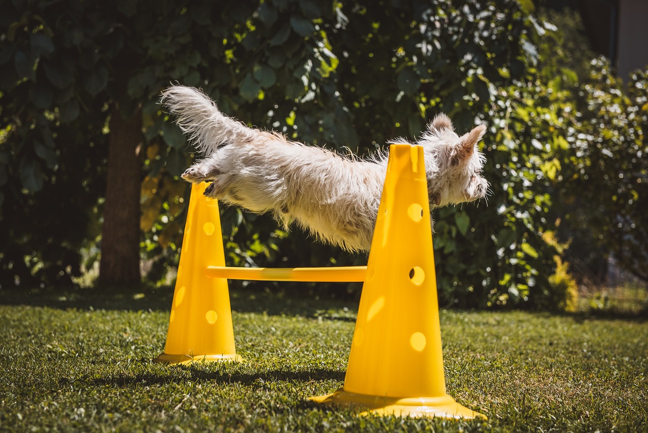 entdecken sie effiziente hundetrainingstechniken, um das verhalten ihres hundes zu verbessern und eine starke bindung aufzubauen. von grundgehorsam bis hin zu speziellen tricks - wir bieten ihnen die besten tipps und ressourcen für ein harmonisches zusammenleben mit ihrem vierbeinigen freund.