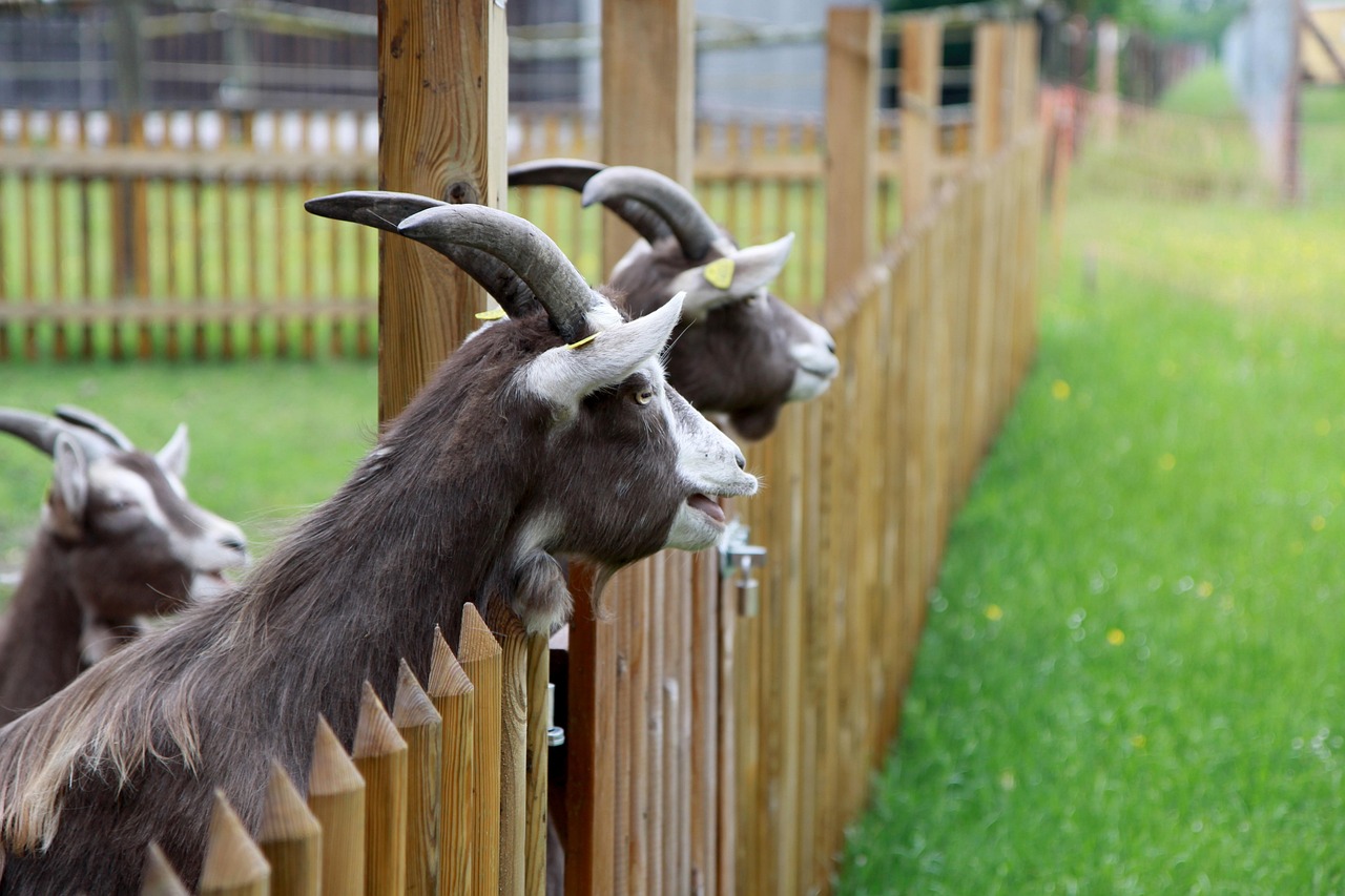 Tierheim: Ein Überblick über die Bedeutung und die Herausforderungen