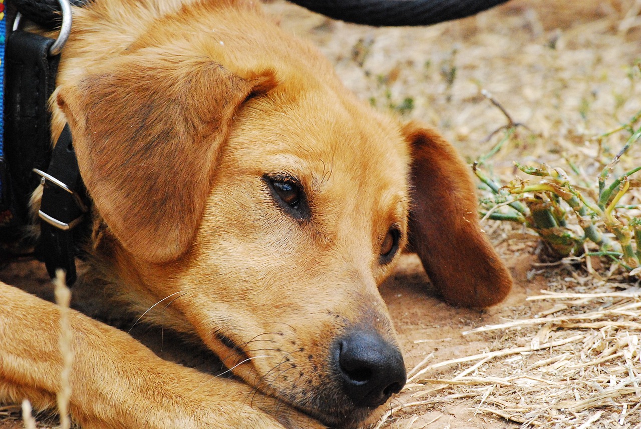 entdecken sie unser tierheim - ein sicherer ort für gestrandet tiere, die ein liebevolles zuhause suchen. unterstützen sie uns in unserer mission, tieren in not zu helfen und das bewusstsein für tierschutz zu fördern.