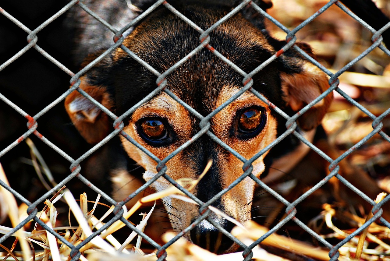 willkommen im tierheim! hier finden sie liebevolle haustiere, die auf ein neues zuhause warten. unterstützen sie unsere mission, tieren in not zu helfen und ein lebenslanges glück zu ermöglichen.