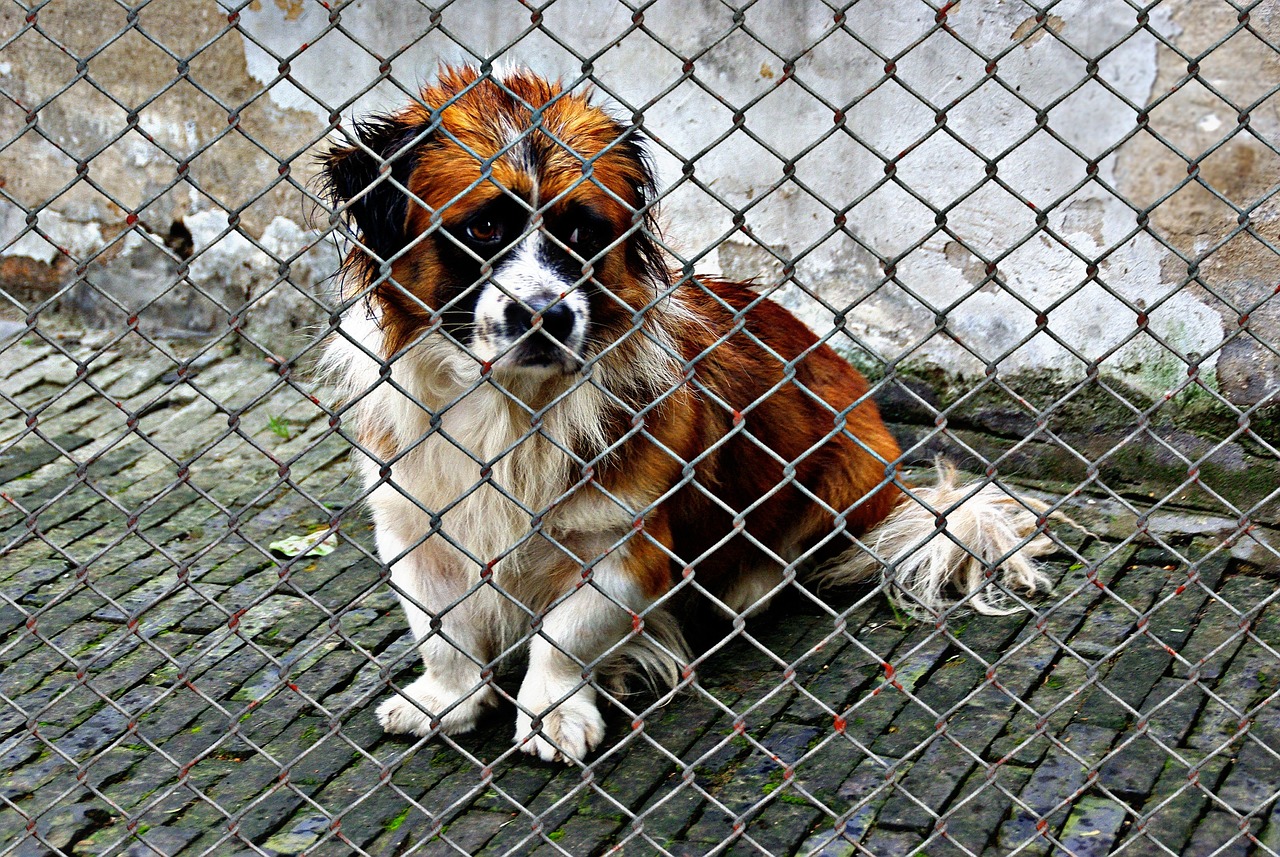 entdecken sie unser tierheim, wo wir heimatlose tiere retten und ihnen ein liebevolles zuhause bieten. unterstützen sie uns bei der hilfe für unsere pelzigen freunde!