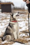 entdecken sie die freude der haustieradoption! finden sie ihr perfektes neues familienmitglied und schenken sie einem tier ein liebevolles zuhause. jetzt informieren!