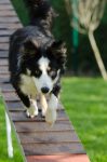 erleben sie effektives hundetraining, das auf positive verstärkung setzt! unsere experten bieten maßgeschneiderte programme für alle rassen und altersgruppen. stärken sie die bindung zu ihrem hund und fördern sie sein gutes verhalten. melden sie sich noch heute an!