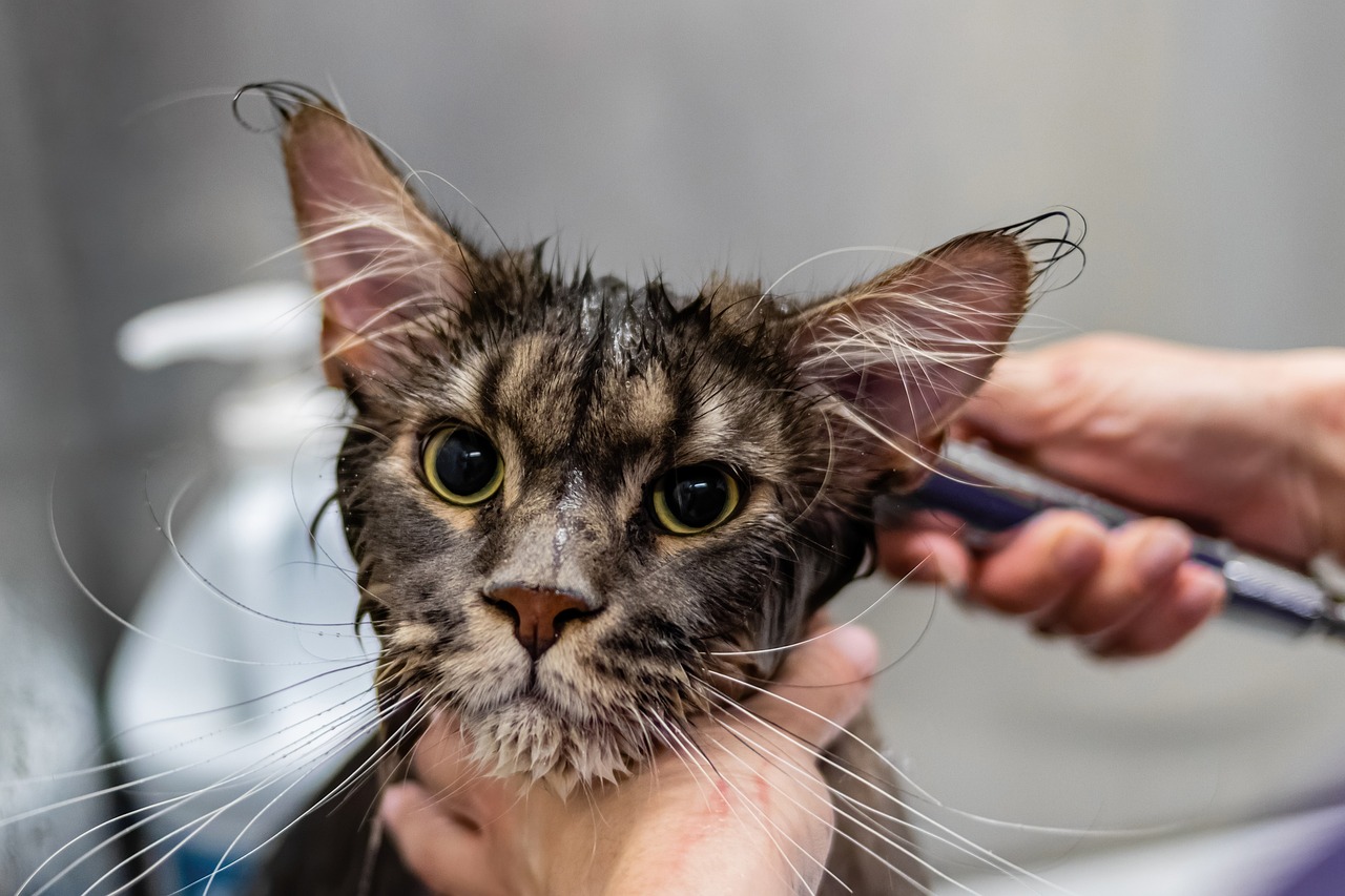 Tiergesundheit: Wichtige Tipps für eine optimale Pflege Ihres Haustiers