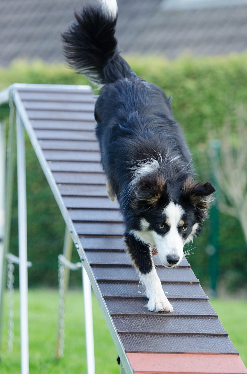 entdecken sie effektive methoden und tipps für das hundetraining. verbessern sie das verhalten ihres hundes und stärken sie die bindung zu ihrem vierbeinigen freund.