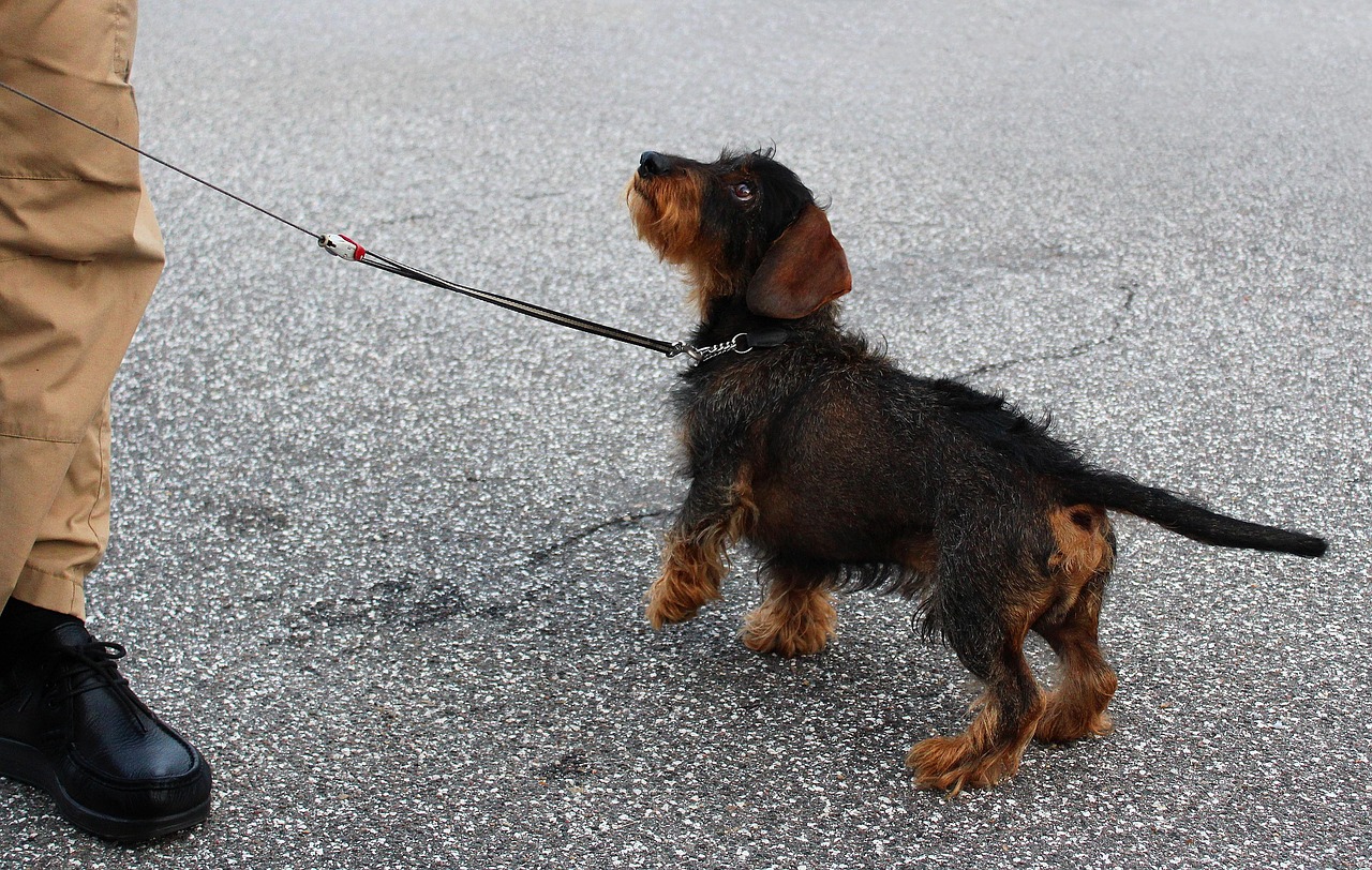 entdecken sie effektive hundetrainingsmethoden, um das verhalten ihres hundes zu verbessern und eine stärkere bindung aufzubauen. lernen sie von erfahrenen trainern, wie sie ihren hund erfolgreich erziehen und ihm gehorsam beibringen können.