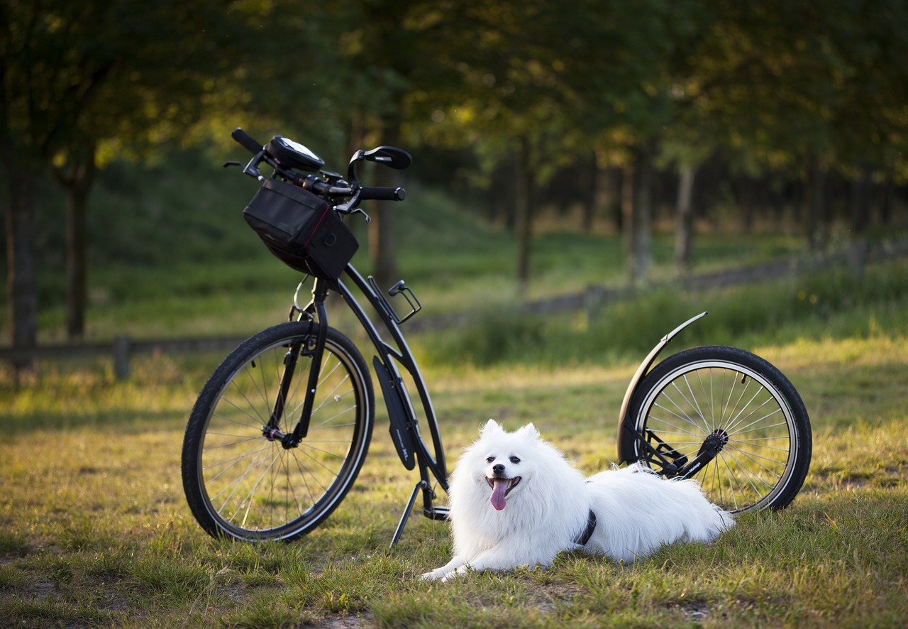 entdecken sie effektive methoden für das hundetraining, die ihrem vierbeinigen freund helfen, gehorsam und glücklich zu werden. lernen sie hilfreiche tipps und tricks für eine erfolgreiche erziehung ihres hundes.