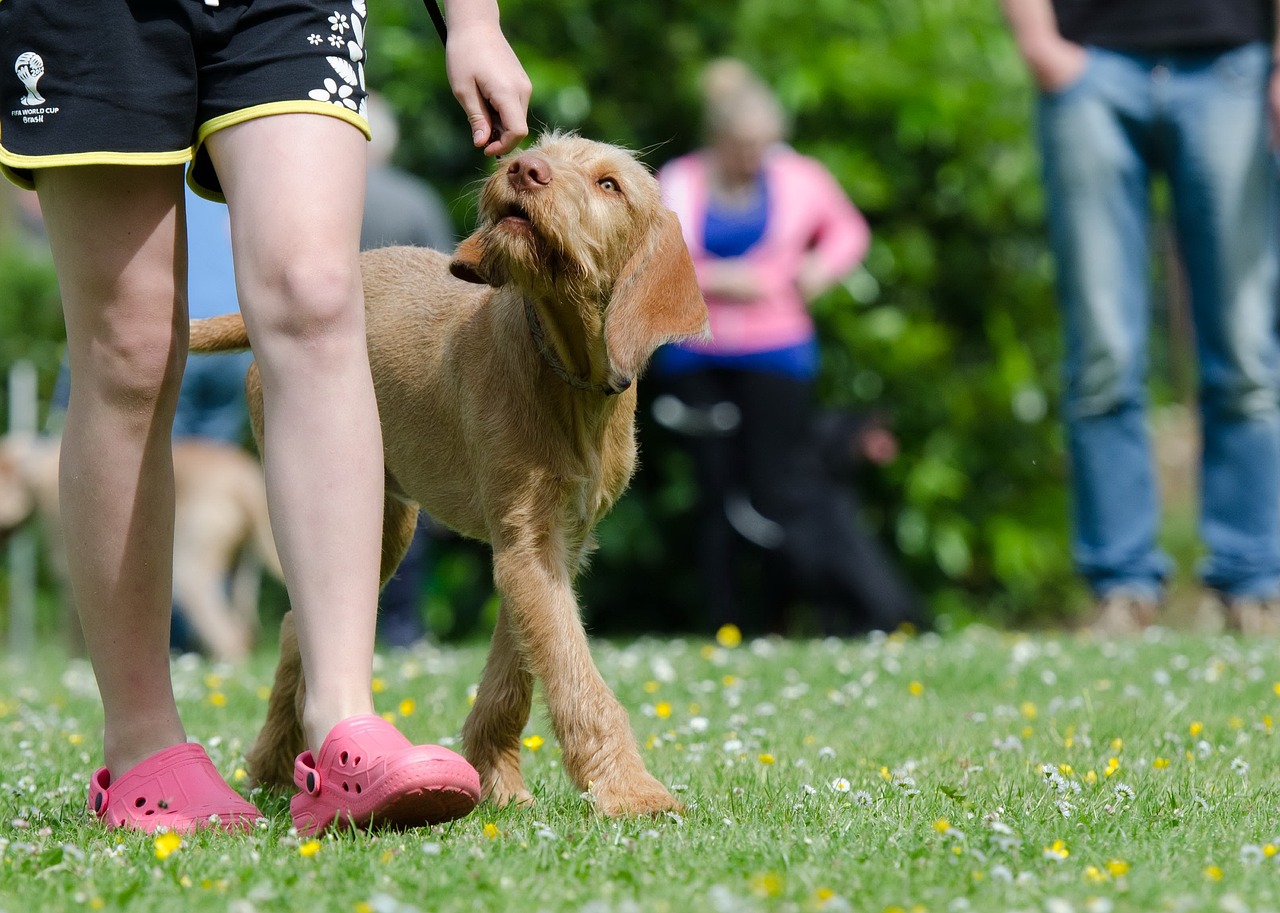 entdecken sie effektive hundetrainingstechniken und tipps, um das verhalten ihres hundes zu verbessern. egal, ob sie einen welpen oder einen erwachsenen hund haben, unser leitfaden bietet wertvolle informationen, um eine harmonische beziehung zu ihrem vierbeinigen freund aufzubauen.