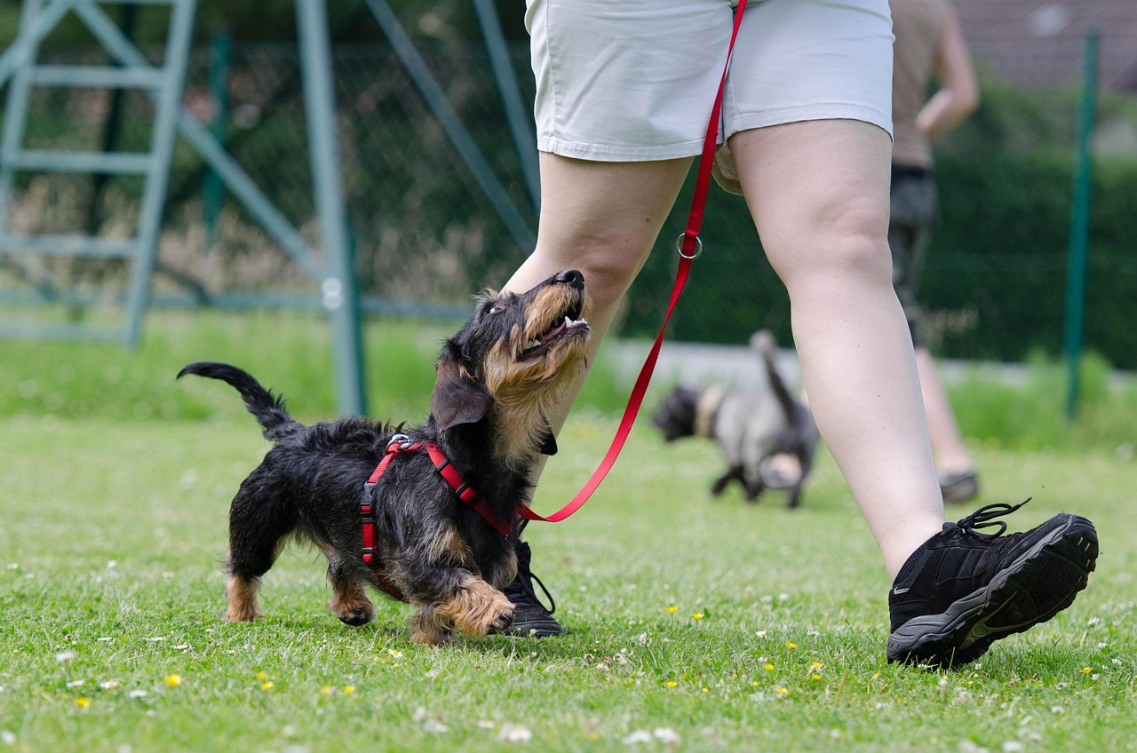 erfahren sie effektive methoden zum hundetraining, um das verhalten ihres vierbeiners zu verbessern und eine starke bindung aufzubauen. tipps und tricks für alle hunderassen!