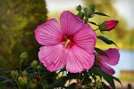 entdecken sie die kunst des gärtnerns mit unseren hilfreichen tipps und ratschlägen, um einen blühenden garten zu gestalten. egal ob anfänger oder profi, finden sie inspiration für ihre grüne oase!