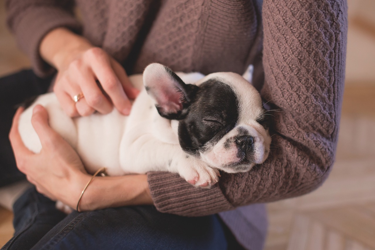 Tierliebhaber: Tipps zur artgerechten Haltung und Pflege von Haustieren