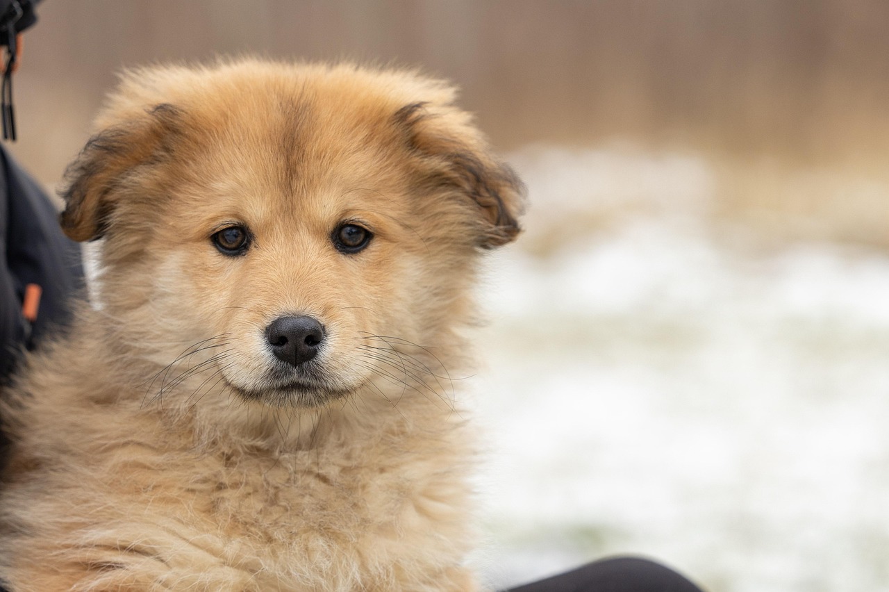 entdecken sie die freude der haustieradoption! finden sie ihr perfektes pelziges familienmitglied in unserem tierheim. geben sie einem obdachlosen tier ein liebevolles zuhause und bereichern sie ihr leben mit liebe und freundschaft.