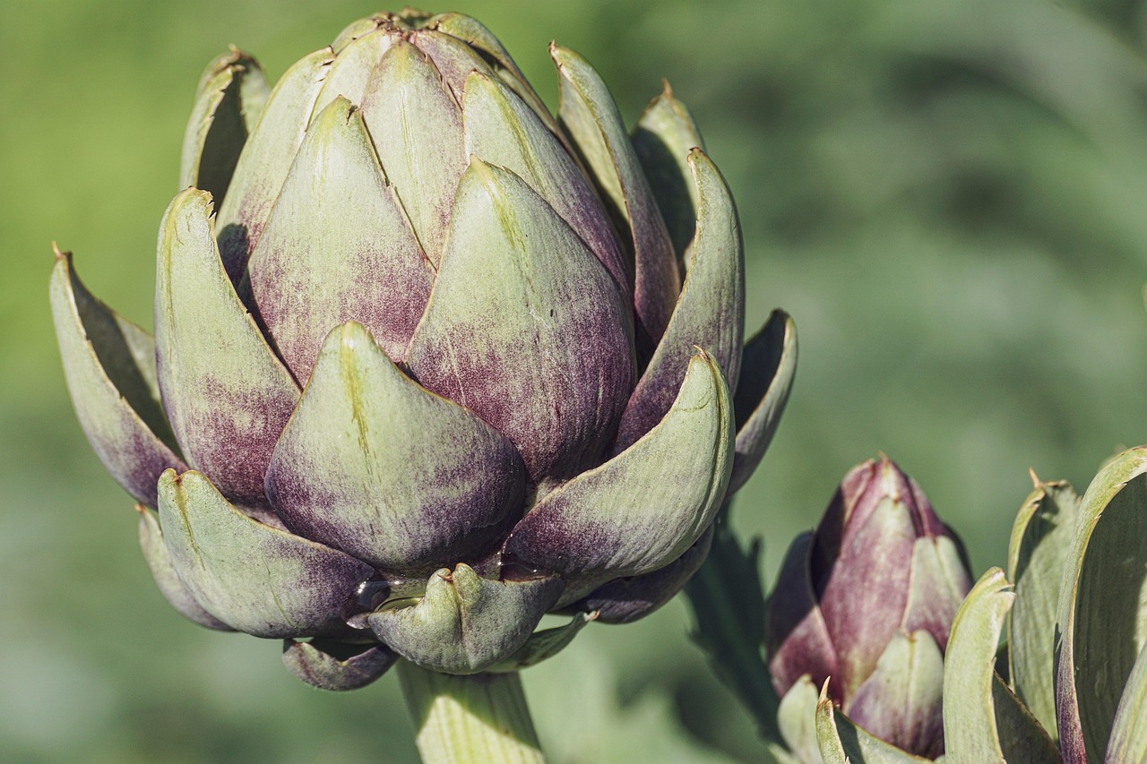 entdecken sie die grundlagen der ernährung, erfahren sie, wie eine ausgewogene ernährung ihre gesundheit fördert und erhalten sie tipps für gesunde essgewohnheiten.