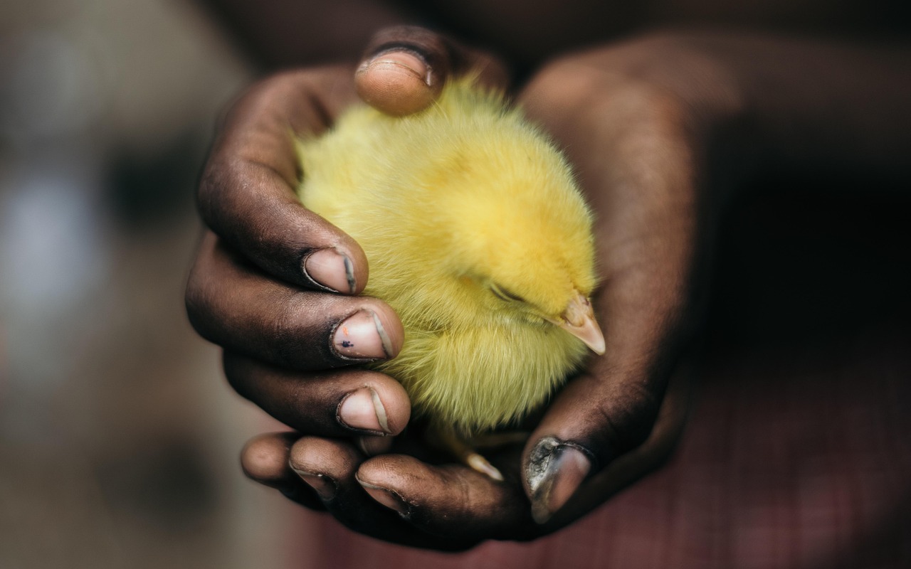 entdecken sie die besten tipps und produkte für die pflege ihrer haustiere. von ernährung über hygiene bis hin zur gesundheit - alles, was sie brauchen, um ihre pelzigen freunde glücklich und gesund zu halten.