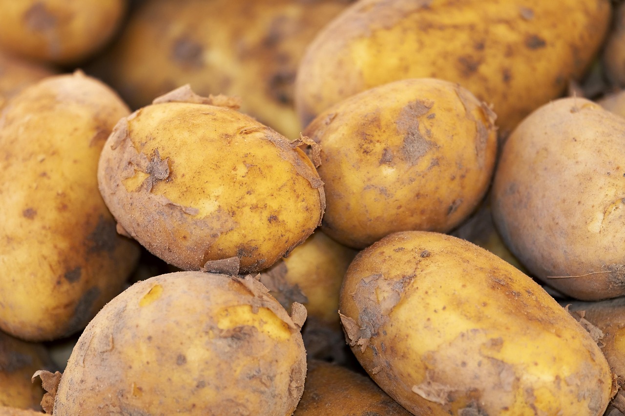 entdecken sie unsere nachhaltigen haustierprodukte, die umweltfreundlich und sicher für ihre lieblinge sind. tun sie etwas gutes für die natur und bieten sie ihrem haustier das beste!