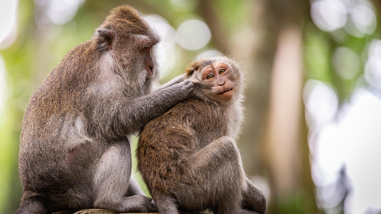 entdecken sie professionelle tierbetreuung und hilfreiche tipps rund um pflege, ernährung und gesundheit ihres haustieres. für ein glückliches und gesundes tierleben!