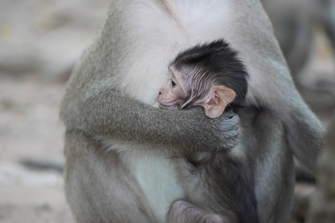 entdecken sie professionelle tipps und ratschläge zur tierpflege. erfahren sie, wie sie ihr haustier gesund und glücklich halten – von ernährung bis hygiene. ihr ratgeber für liebevolle tierbetreuung.