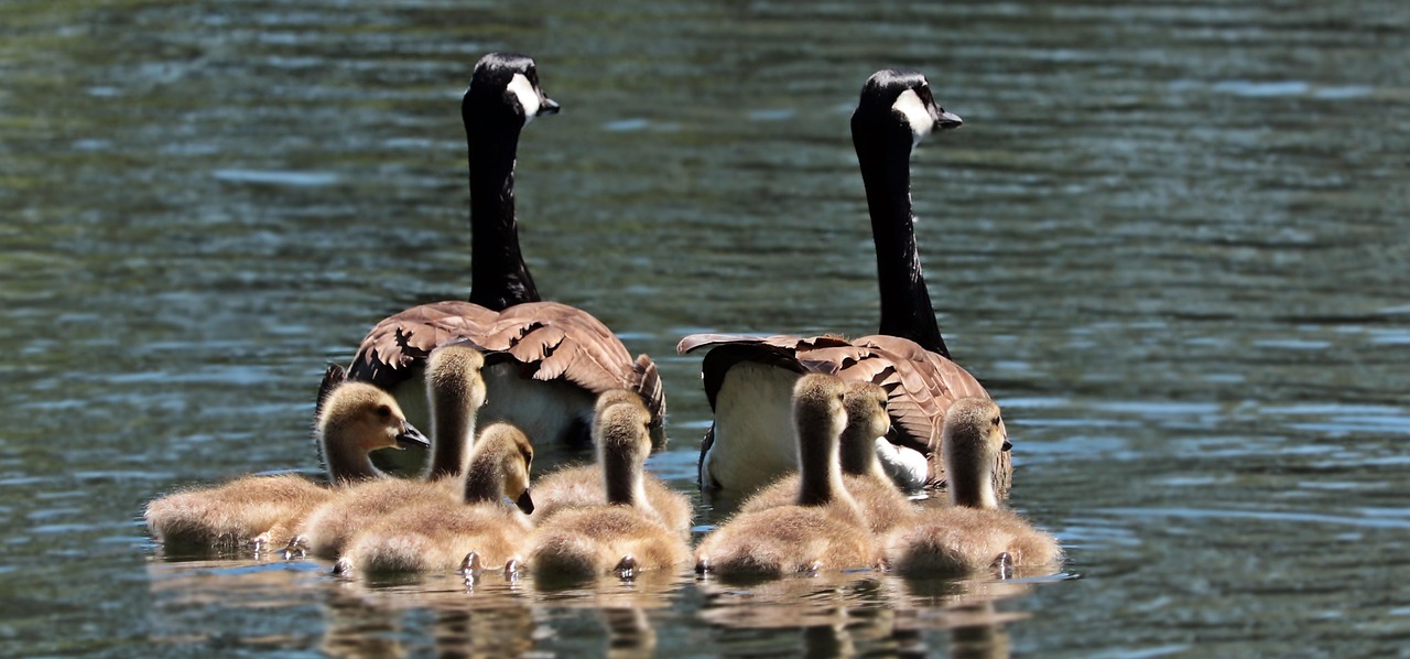 entdecken sie effektive strategien und tipps für eine gelungene familienkommunikation. erfahren sie, wie offene gespräche das verständnis und den zusammenhalt in ihrer familie stärken können.